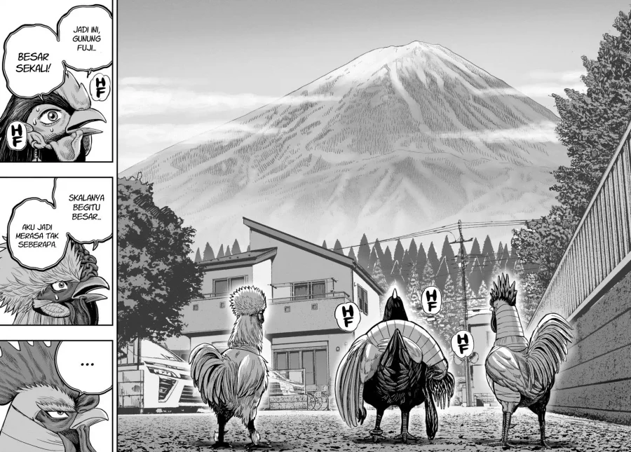 Rooster Fighter Chapter 36 Gambar 17